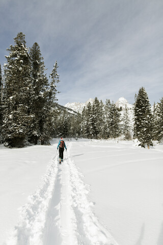 Rear view of woman with skies walking on snow covered field in forest stock photo