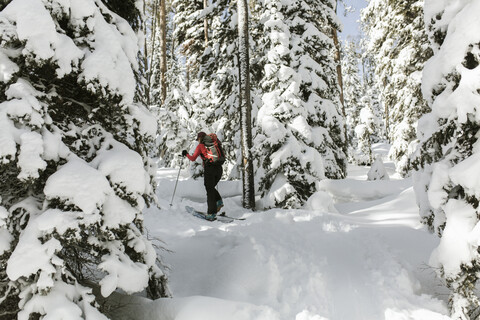 Rear view of woman with skies walking on snow covered field at forest stock photo