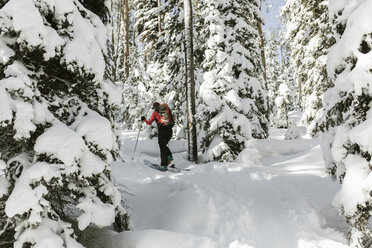 Rear view of woman with skies walking on snow covered field at forest - CAVF56865