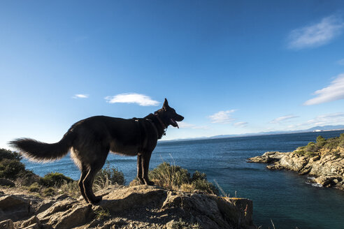 Seitenansicht eines Hundes, der auf einem Felsen am Strand steht, gegen Meer und Himmel - CAVF56913