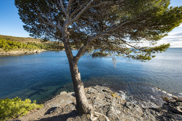 Tree growing on shore by sea - CAVF56917