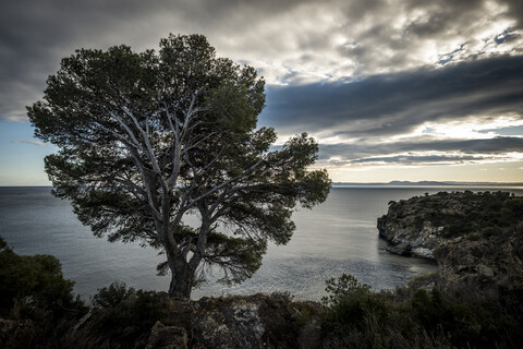 Baum wächst am Ufer am Meer gegen bewölkten Himmel, lizenzfreies Stockfoto