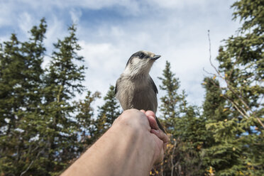 Close-up of bird perching on hand against sky - CAVF56959