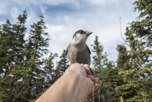 Nahaufnahme eines auf der Hand sitzenden Vogels gegen den Himmel - CAVF56959