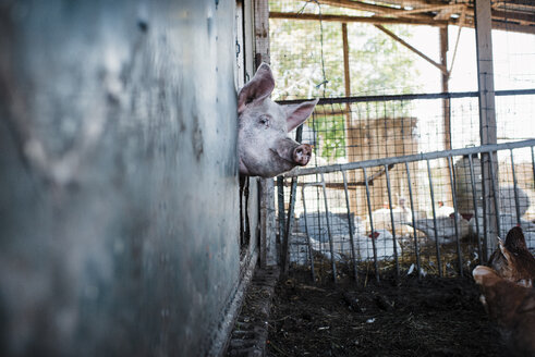 Schwein und Henne im Käfig auf dem Bauernhof - CAVF57028