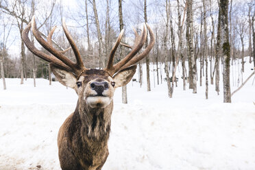 Porträt eines Hirsches auf einem schneebedeckten Feld im Wald - CAVF57074