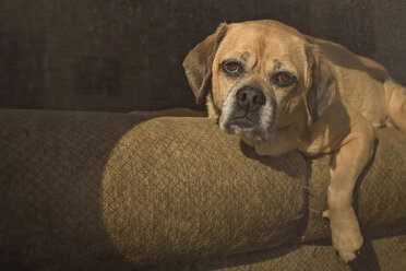 Porträt eines auf dem Sofa liegenden Hundes - CAVF57113