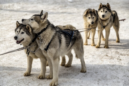 Schlittenhunde stehen auf einem verschneiten Feld - CAVF57221