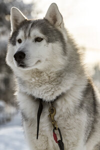 Schlittenhund auf verschneitem Feld - CAVF57222