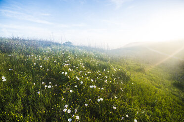 Landschaftliche Ansicht von Blumen, die auf einem Feld vor dem Himmel wachsen - CAVF57245