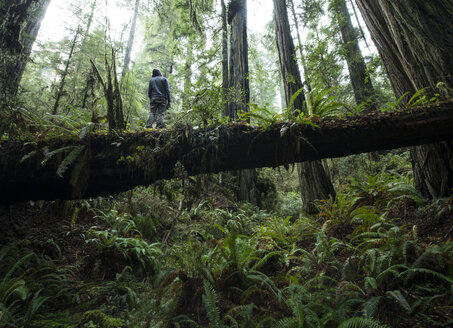 Niedriger Blickwinkel auf einen Mann, der auf einem umgestürzten Baumstamm im Jedediah Smith Redwoods State Park steht - CAVF57246