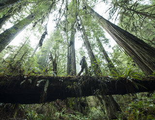 Niedriger Blickwinkel auf einen Mann, der auf einem umgestürzten Baumstamm im Jedediah Smith Redwoods State Park läuft - CAVF57247