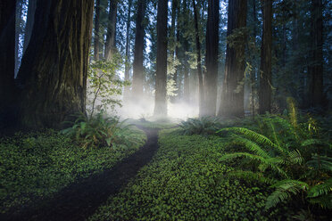 Trail amidst plants at Jedediah Smith Redwoods State Park - CAVF57248