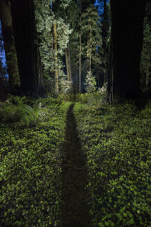 Pfad inmitten von Pflanzen im Jedediah Smith Redwoods State Park in der Abenddämmerung - CAVF57249