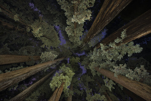 Niedriger Blickwinkel auf Bäume im Jedediah Smith Redwoods State Park während der Abenddämmerung - CAVF57250