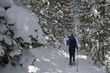 Rear view of woman hiking on snow covered field in forest - CAVF57263