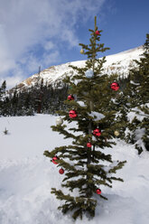 Weihnachtsbaum auf schneebedecktem Feld gegen Himmel im Wald - CAVF57265