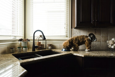 Hund frisst im Stehen auf dem Küchentisch zu Hause - CAVF57272