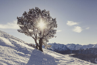 Baum wächst auf schneebedecktem Berg gegen Himmel - CAVF57288
