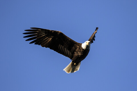 Weißkopfseeadler fliegt gegen klaren blauen Himmel, lizenzfreies Stockfoto