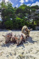 Neukaledonien, Lifou, Schweine am Strand - THAF02363