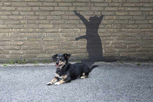 Vor der Wand liegender Mischling mit Schatten einer Katze - PSTF00268