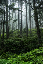 Trees growing in forest during foggy weather - CAVF57388