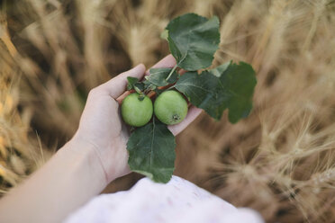 Abgeschnittene Hand einer Frau, die grüne Früchte auf einem Feld hält - CAVF57398
