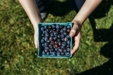 Cropped hands of boy holding freshly harvested blueberries in container on grassy field during summer - CAVF57433