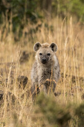 Porträt einer Hyäne, die inmitten eines grasbewachsenen Feldes sitzt - CAVF57465