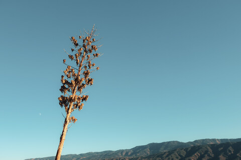 USA, Kalifornien, Ojai, trockener Baum, Kopierraum, lizenzfreies Stockfoto