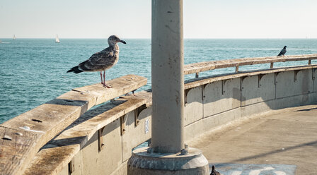 USA, Kalifornien, Los Angeles, Möwe und Taube auf dem Pier von Venedig - SEEF00048