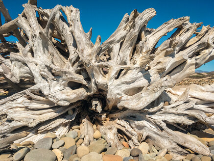 Steine und getrocknetes Holz am Strand von Ventura, Kalifornien, USA - SEEF00061