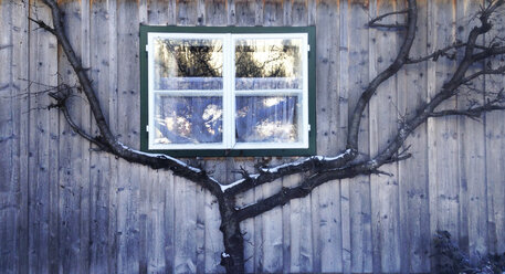 Window and tree - WWF04521