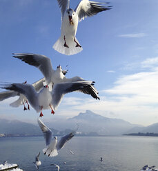 Gull flying at a lake - WWF04528