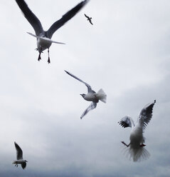 Gull flying - WWF04530