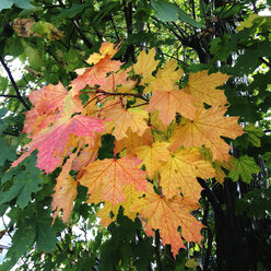 Maple leaves in tree - WWF04535