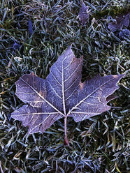 Maple leaf - WWF04536