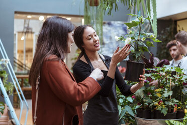 Female owners showing flower plant to mid adult customers at store - MASF10229