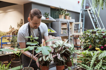 Male owner with potted plants at store - MASF10233