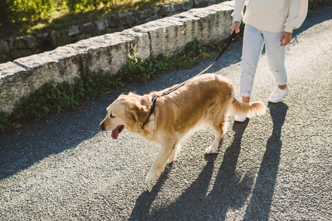 Frau geht mit ihrem Golden Retriever Hund auf einer Straße spazieren, lizenzfreies Stockfoto