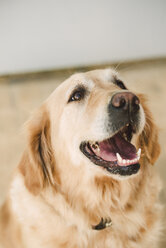 Golden retriever dog portrait - RAEF02259