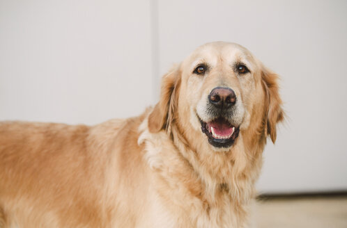 Golden Retriever Hund Porträt - RAEF02260