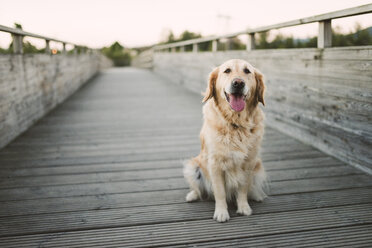 Portrait of a golden retriever dog sitting on wooden bridge - RAEF02265