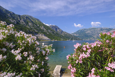 Montenegro, Bucht von Kotor, Donji Morinj, blühender Oleander - SIEF08162