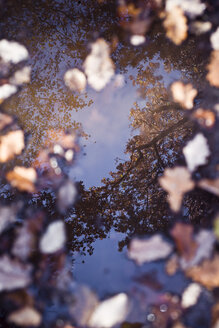 Reflection of trees in puddle with autumn leaves - CZF00338