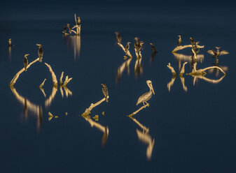 Pelikane und Kormorane sitzen nachts auf Holz am Salton Sea - CAVF57503