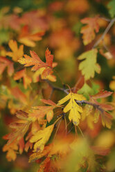 Close-up of leaves on branches during autumn - CAVF57520