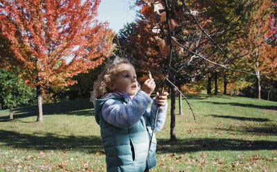 Nettes Mädchen pflückt Blätter von Zweigen, während sie im Herbst im Park steht - CAVF57604