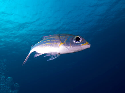 Nahaufnahme der Gestreiften Brasse (Gnathodentex aureolineatus) beim Schwimmen unter Wasser - CAVF57621